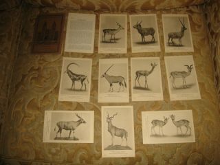 13 Vintage 1922 British Museum Natural History Animal Cards,  Antelope Set