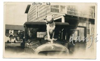 Pit Bull Dog " Bud " Sitting On The Hood Of An Antique Car 1930 Photo
