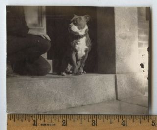 Antique 1901 Photo Snapshot Pitbull Puppy Dog Boy Out Of Frame