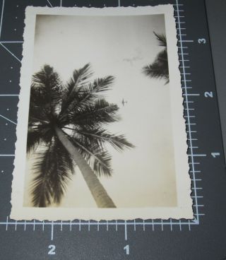 Abstract Looking Up Plane Flying Palm Tree Wwii Era Air Bomber Vintage Photo