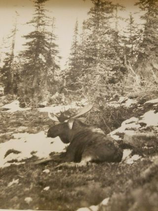 1932 Bull Moose Blue Creek Valley Alberta Photograph Kilroy Harris