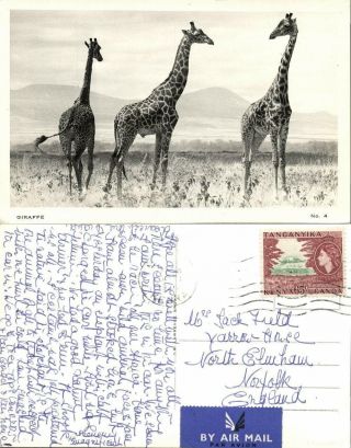 East Africa,  Kenya Wildlife,  Giraffe (1960) Rppc