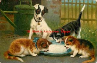 Jack Russell Terrier Dog Watching Cats Drinking Milk,  German American No 672