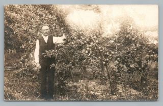 " $1,  200 Worth Of Apples " Twin Falls Idaho Rppc Orchard Farm Photo 1915