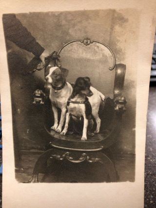 Rppc Two Adorable Puppy Dogs Posed On Antque Oak? Chair Mixed Breed?terriers?