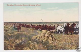 Canada - Harvesting Wheat Photo Postcard C1905