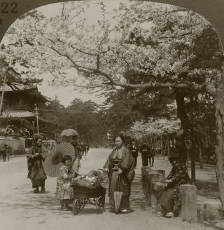 Keystone Stereoview Cherry Blossoms In Park,  Tokyo Rare Japan Set 1920 