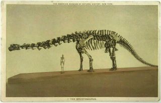 The American Museum Of Natural History Brontosaurus York Dinosaur Postcard