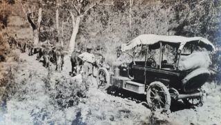 1928 B/w Photograph.  Car Behind Cattle Droving In Bush.  Rhodesia/ Africa 13