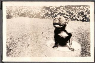 Vintage Photograph 1920 - 28 Boston Terrier Dog/puppy Sitting On Tub Old Photo