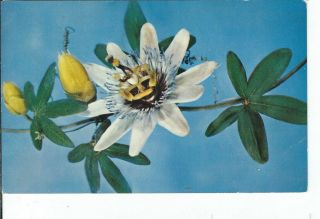 Ch - 489 Passiflora Caerulea Passion Flower Bloom Chrome Postcard