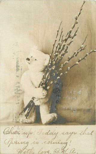 1908 White Teddy Bear Pussy Willows Postcard Rppc Real Photo 11434
