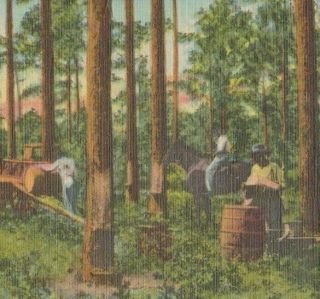 Vintage Postcard Early Black Americana Pine Turpentine Mcrea Ga Timber Trees