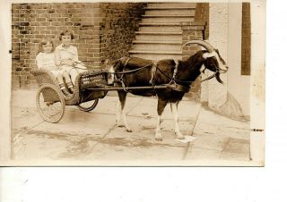Rppc 1920 Two Girls In Wicker Goat Buggy Being Pulled By Pet Billy Goat 144