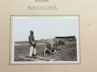 1930s China Agriculture - Harrowing 2 x Photographs Images - China - 2