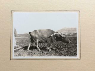 1930s China Agriculture - Harrowing 2 x Photographs Images - China - 3