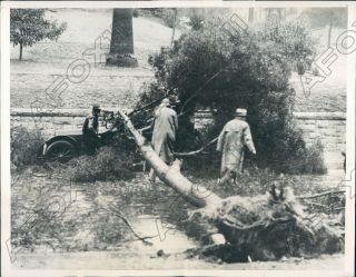 1932 Los Angeles California Tree Uprooted By Wind & Rain Car Stopped Press Photo