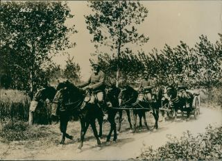 People Riding On Horse Cart Wearing Gas Masks In The Forest.  - 8x10 Photo
