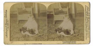 Stereoview Young Child With Two Pet Cats