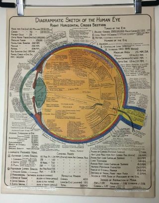 Vintage 1966 Diagrammatic Sketch Of The Human Eye Medical Chart 21x18 Anatomy