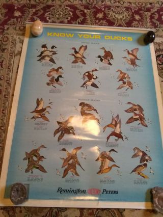 1971 Remington Dupont Peters Know Your Ducks Poster Us