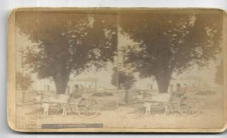 Cracker Cart Oxen 1880s Stereoview Photo 52 By B Upton Florida