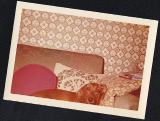 Vintage Photograph Adorable Puppy Dog Laying On Couch - Crazy Wallpaper