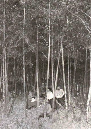 Historic China Photograph Old Shanghai Bamboo Forest - 1 X Orig 1900