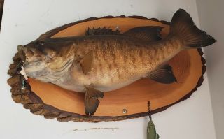 Vintage Largemouth Bass Mount Taxidermy Fish Fishing Cabin 20 ",