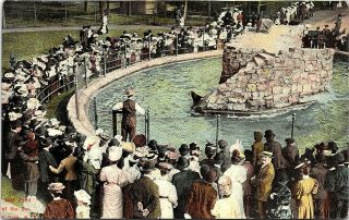 Postcard Ny Buffalo Seal Pond At The Zoo Publ.  Buffalo News,  No M90 C.  1910 A2