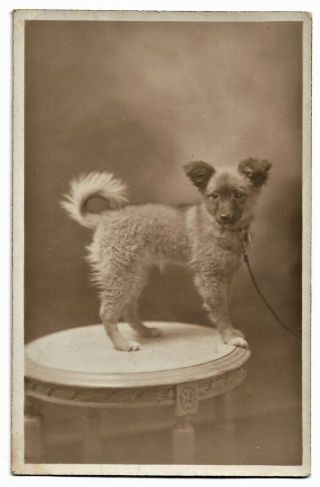 Studio Portrait Of A Gorgeous Puppy Dog Standing On Table 1924 Rppc