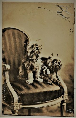 Two Brussels Griffon Dog Sitting In Armchair 1900 Photo Barenne Rppc