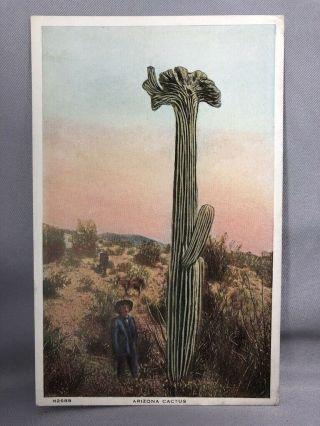 1920s Fred Harvey Desert Arizona Cactus Postcard Vintage