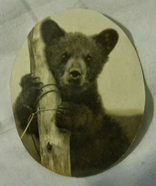 Vintage Old 1929 Photo Of Cutest Baby Brown Bear Cub In Yosemite Park Wildlife