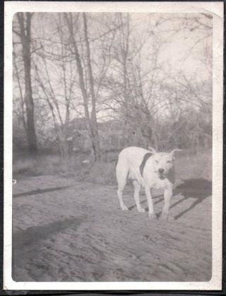Vintage Photograph 1911 - 1912 Pit - Bull Terrier Dog Puppy Tucson Arizona Old Photo