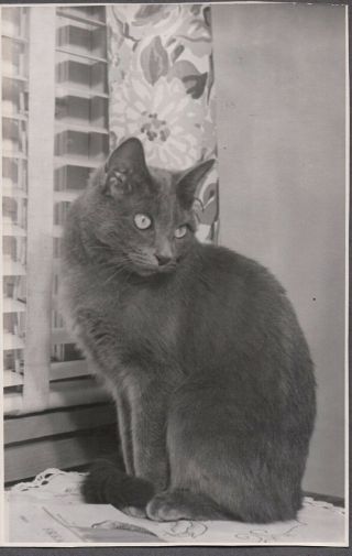 Vintage Photograph 1930 - 40 - 50 Gray Cat Kitten Sitting On Table Curious Old Photo