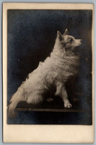 Postcard Rppc C1908 - 1910 Seated Dog Studio Picture Border Collie? Thick Coat