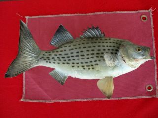 Striped Bass,  White Bass Fish Mount,  Taxidermy Real Skin,  Wall Hang Vintage