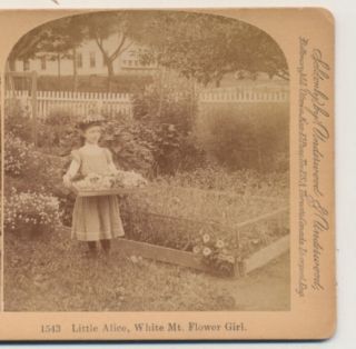 Little Alice White Mtn Flower Girl Underwood Stereoview C1900