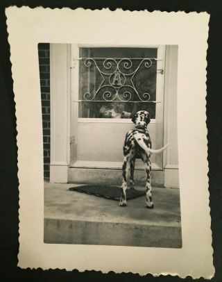 Vintage B&w Photo Dalmatian Dog Wanting To Go Inside To See Little Friend 4448