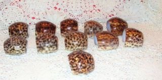 Tiger Cowrie Sea Shell Napkin Rings Set 11
