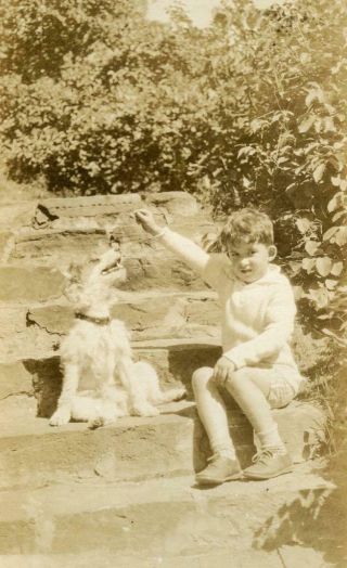 At127 Vintage Photo Terrier Dog Sitting Up For A Treat,  Vt C 1920 