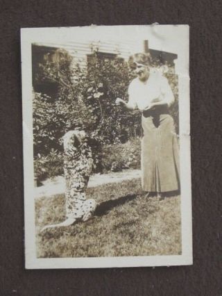 Woman With Dalmatian Begging For Food Vintage 1910 