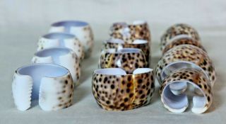 Vintage Natural Tiger Cowrie Real Sea Shell Napkin Rings - Nautical Set Of 12
