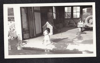 Vintage Antique Photograph Cute Puppy Dog In Garage By Dog House & Vintage Car