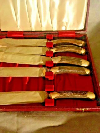 Vtg.  Cooper Bros Sheffield England Stag Horn Resin Steak Knives Set of 5 2
