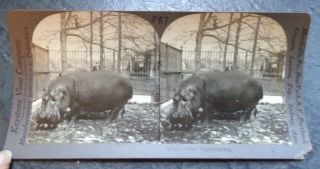 Old Keystone Stereoview Card View Of Giant Hippopotamus