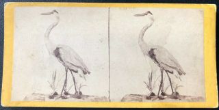 1860s Great Blue Heron Stereoview 1880 By E Anthony Nr