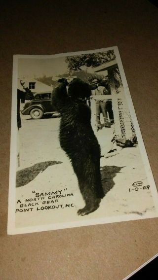 Real Photo Post Card - - " Sammy " The Black Bear - - Point Lookout,  North Carolina