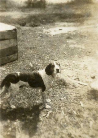 Vt12 Vtg Photo " Fido ",  Our Beagle,  Farm Hound Dog C 1946